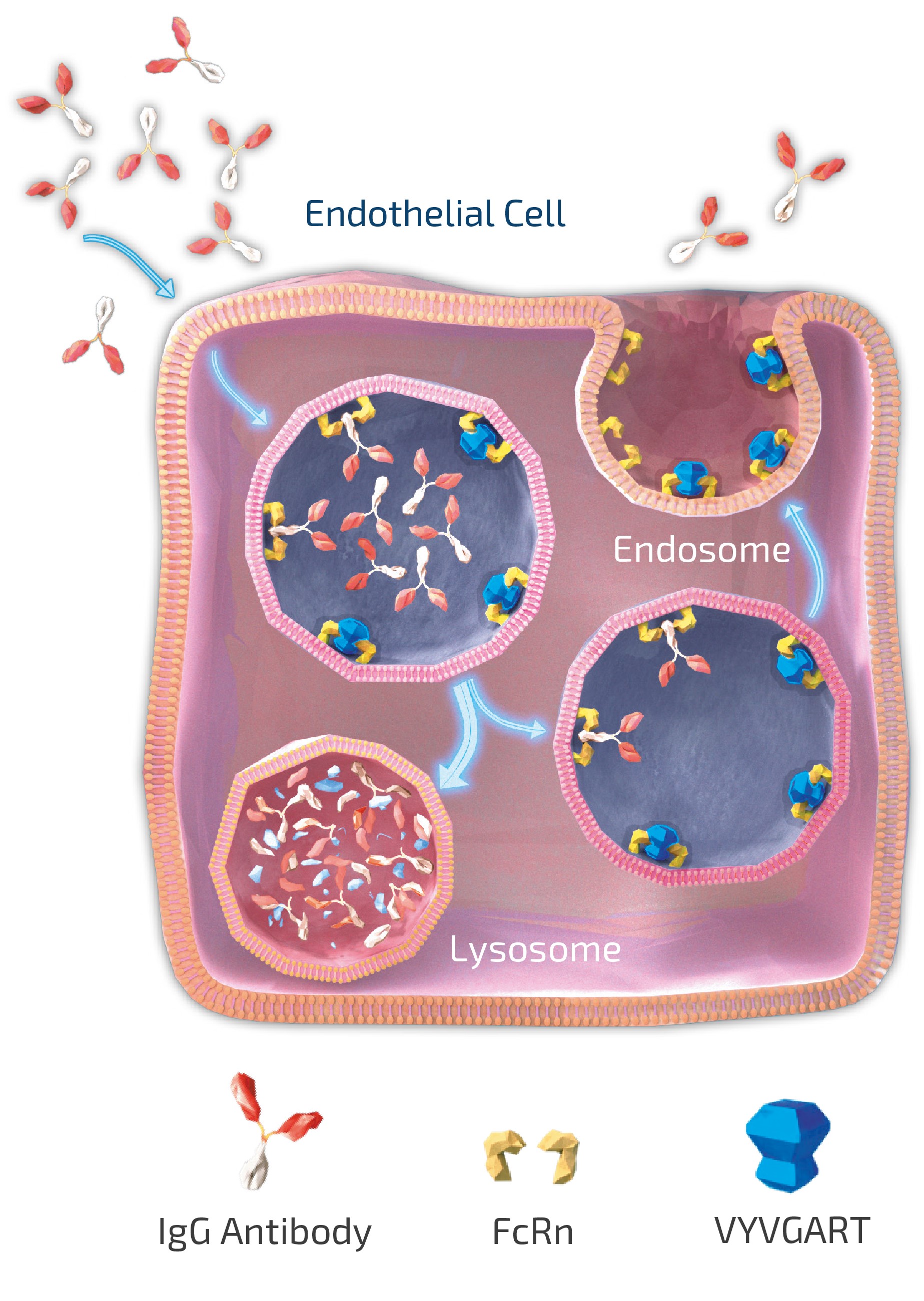 arg_efgartigimod-mechanism.jpg