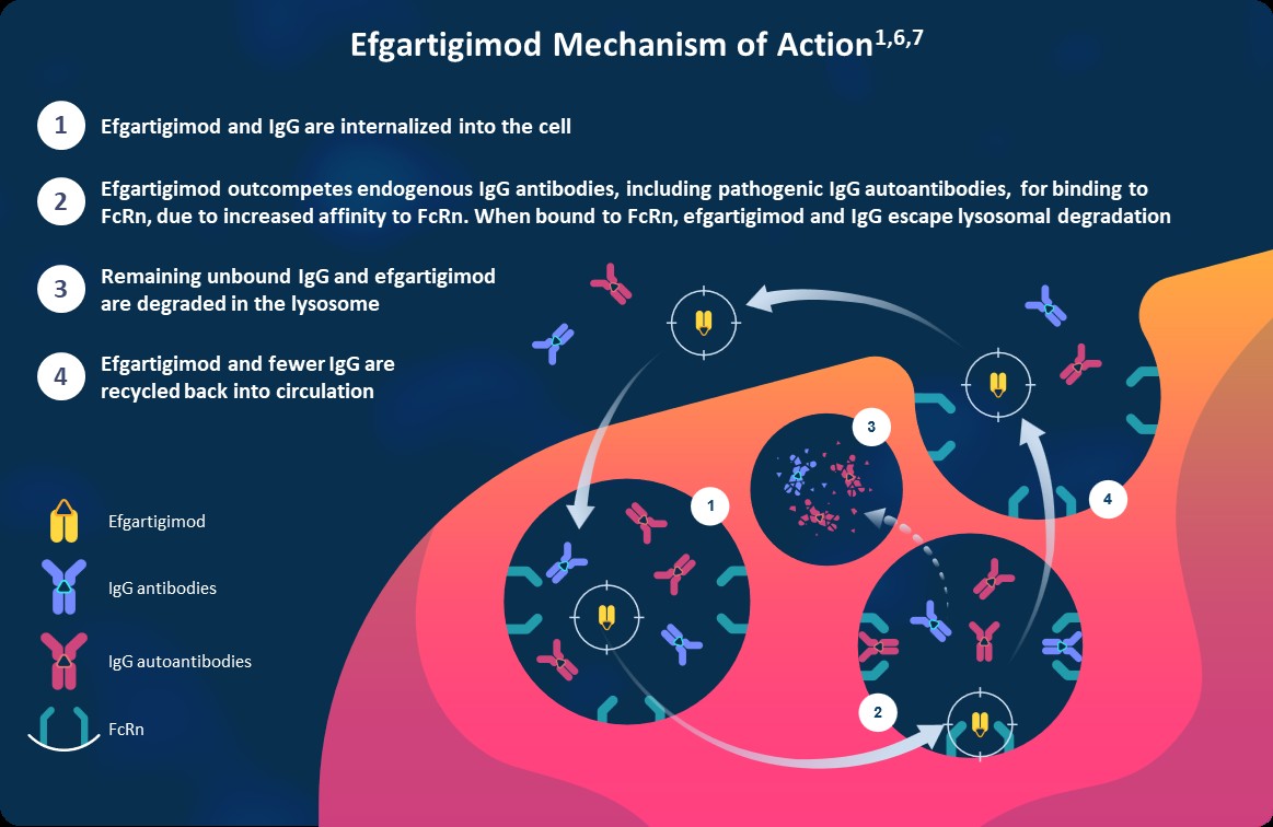 efgartigimod&rsquo;s mechanism of action.jpg