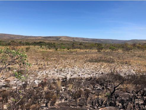 A dry landscape with trees and hills in the background
Description automatically generated