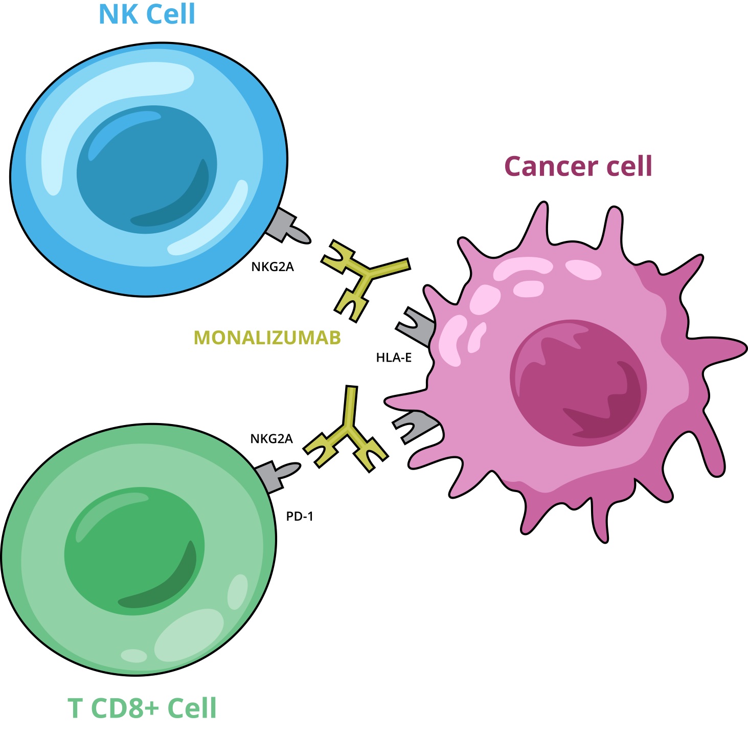 Monalizumab EN.jpg