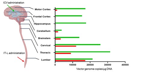 BiodistributionImage.jpg
