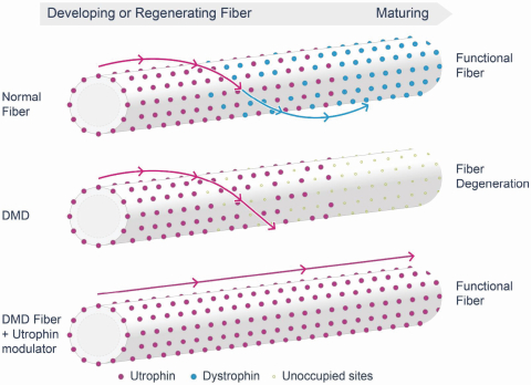 devregenaratingfiber.jpg