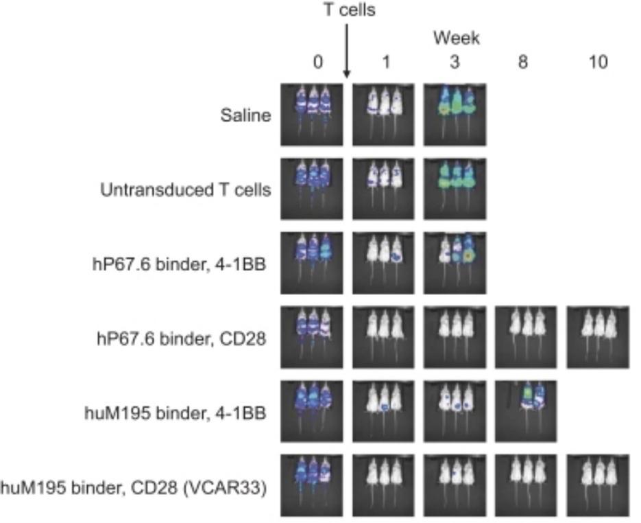 img17388848_13.jpg