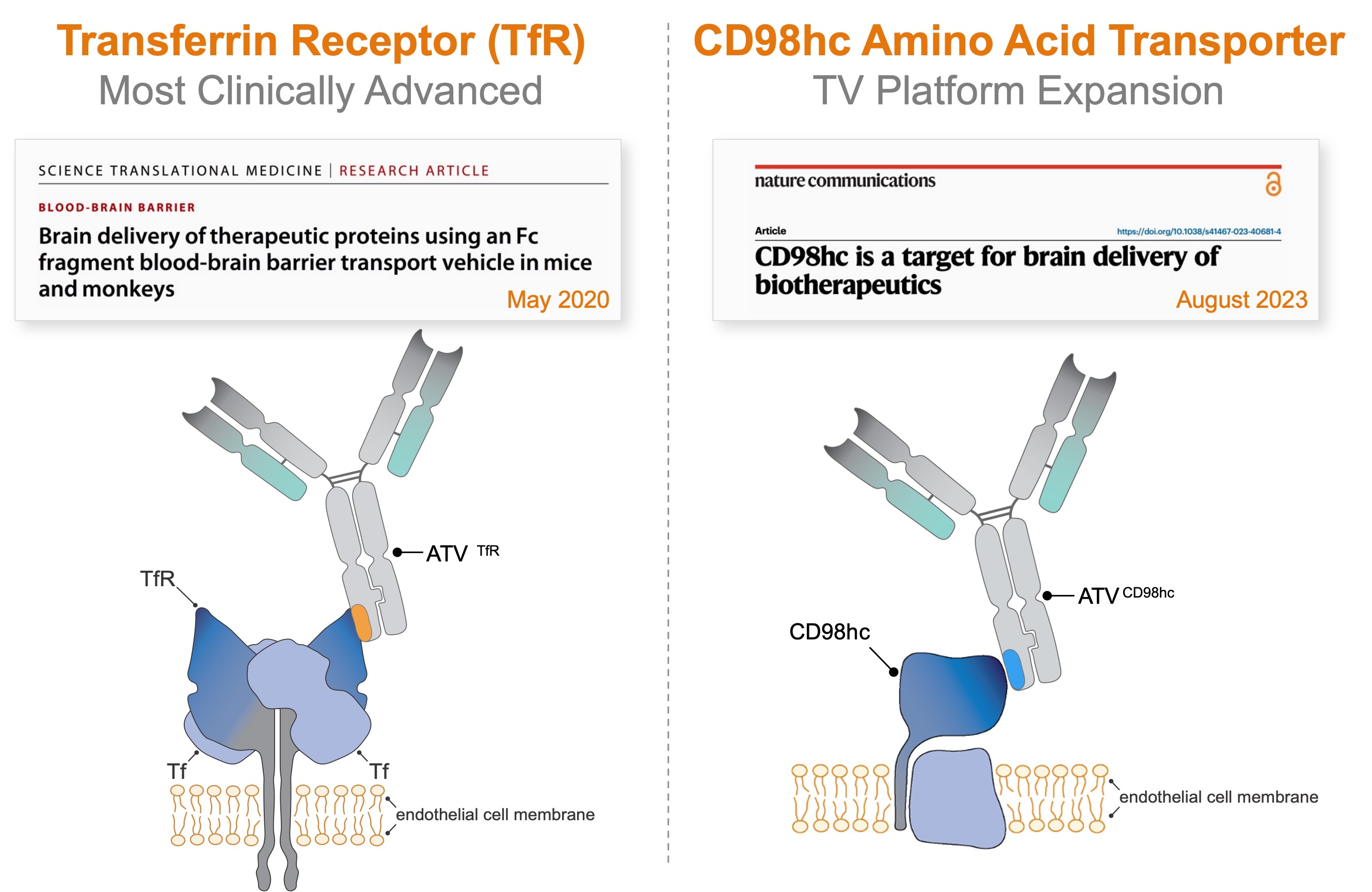 TfR CD98.jpg