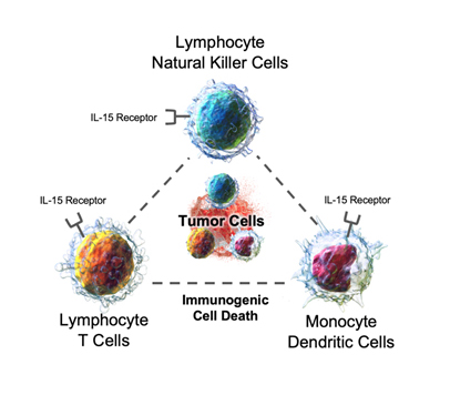 NK-cells-pg11.jpg