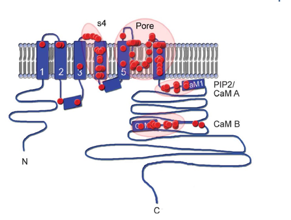 bhvn-20221231_g6.jpg