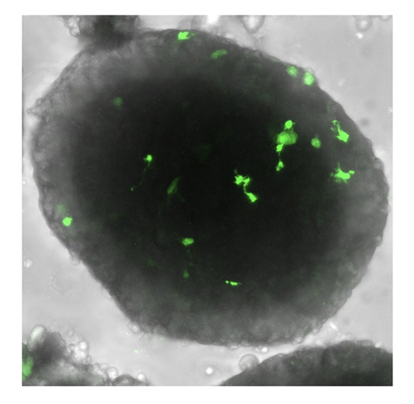 gpx-002inlnp1.jpg