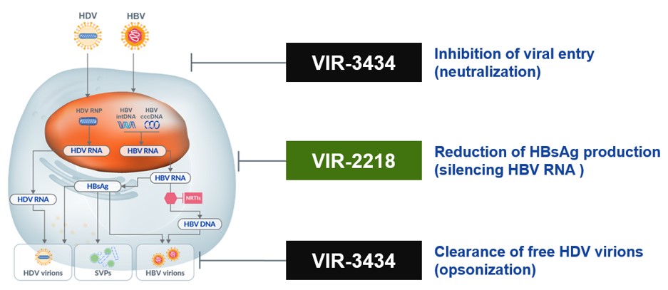 HDV-HBV.jpg