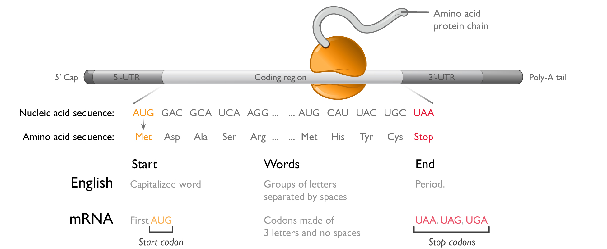 translationlangcomparisoa01.jpg