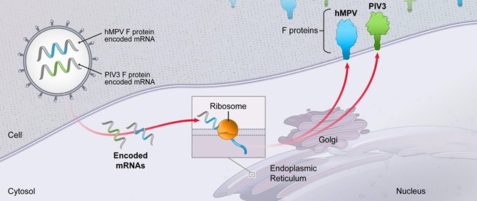 mrna-20201231_g24.jpg