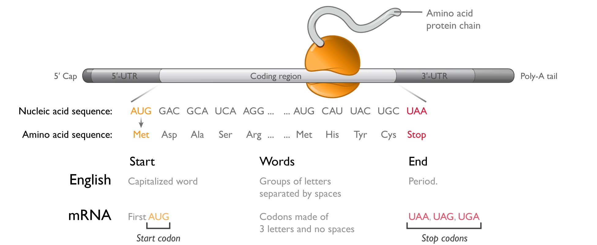 mrna-20201231_g6.jpg