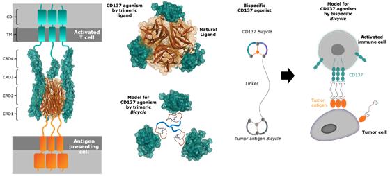 Picture 41