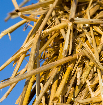 BioIron-straw-RT-web-story.jpg