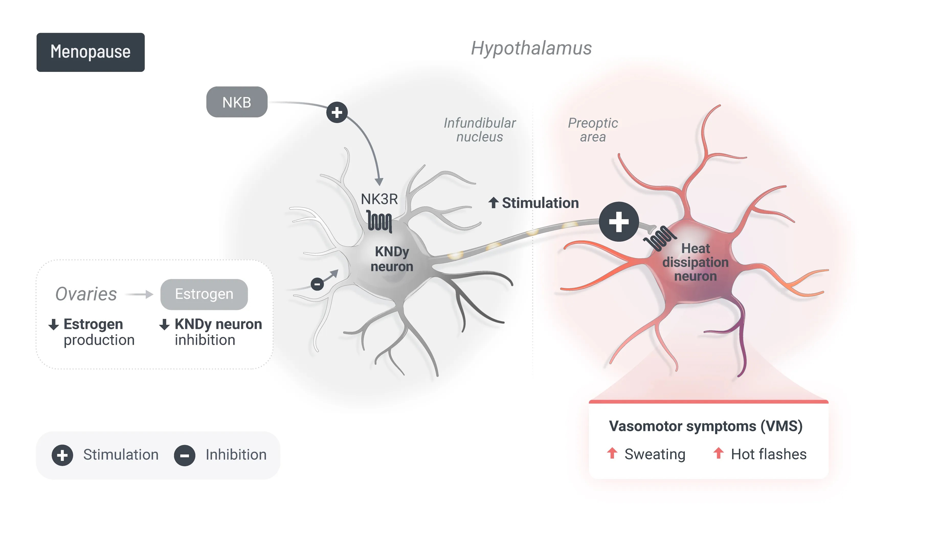 ABCL635-MoA-Scientific-V1.1.0-Menopause-02.jpg