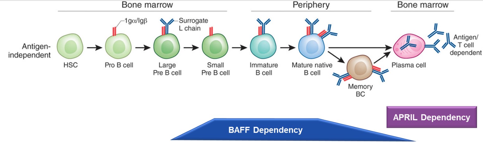 Picture13 B Cell Maturation.jpg
