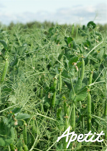 Thumbnail Apetit Oyj Half-year Report 2019-h1